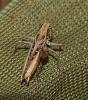 Tessellana tessellata tessellata